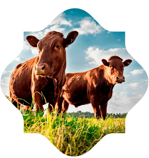 Two cows in a field of grass