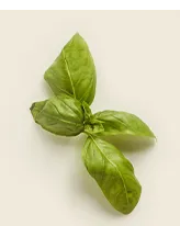 basil leaves
