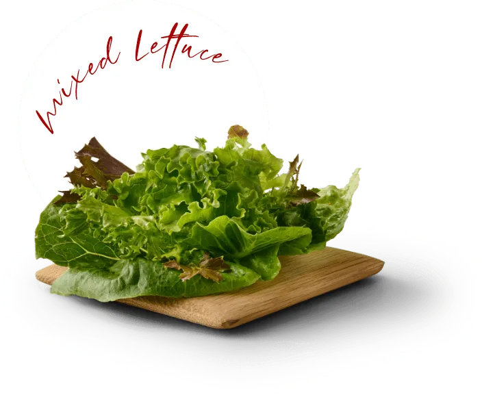 Mixed Lettuce Ingredient