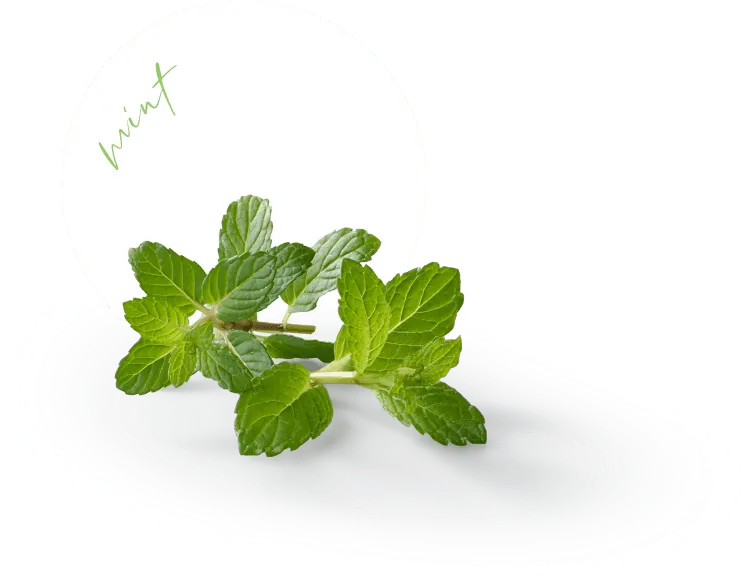 Mint Ingredient