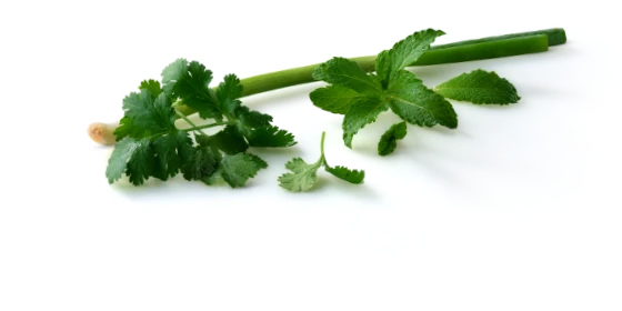 Coriander