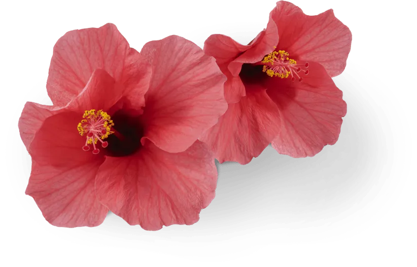 Pink Flowers