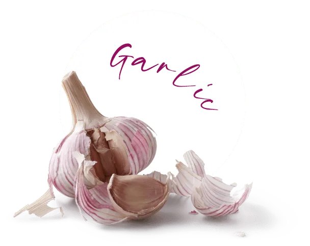 Garlic